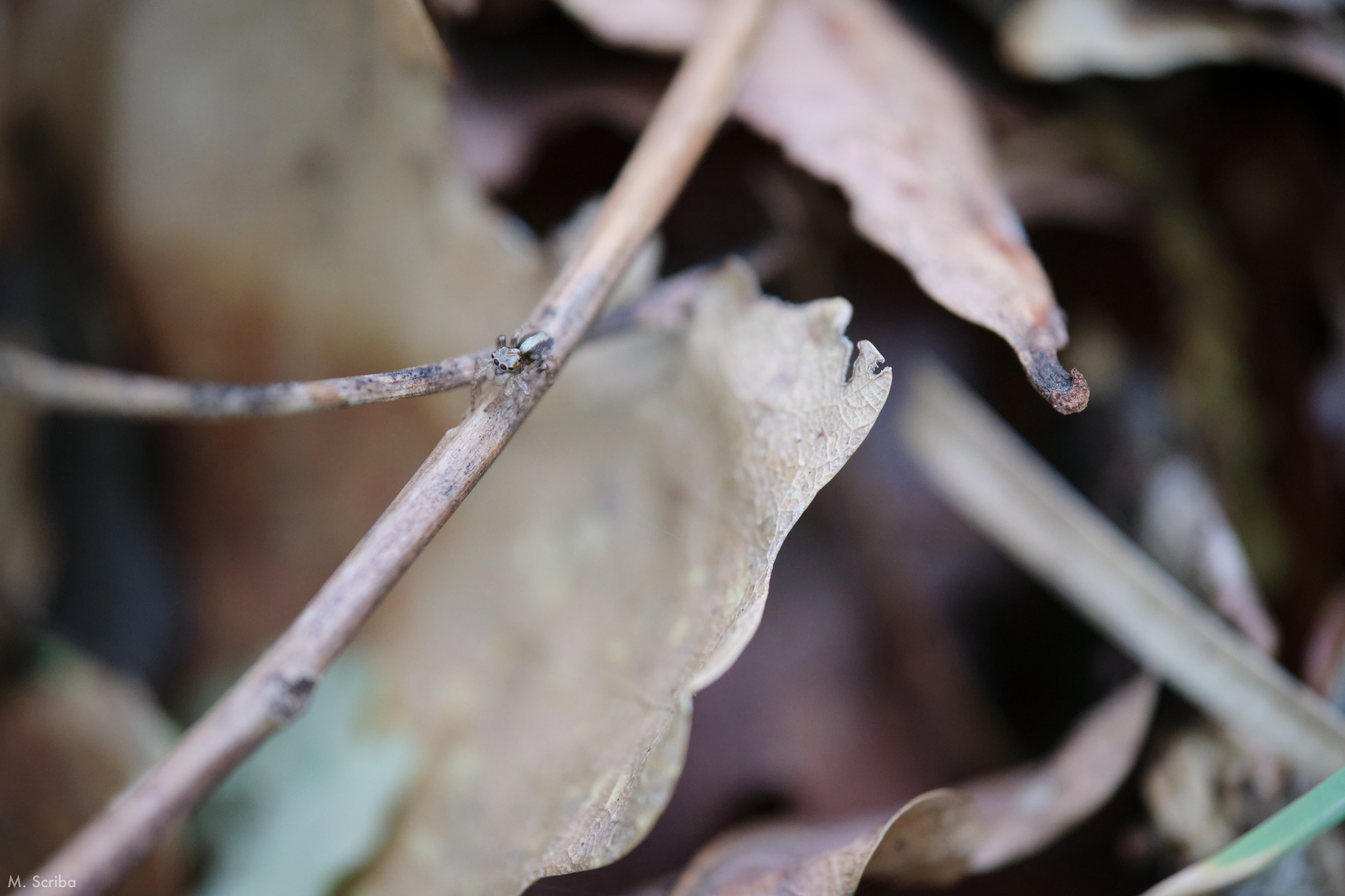 Saitis barbipes juvenile male on a stick