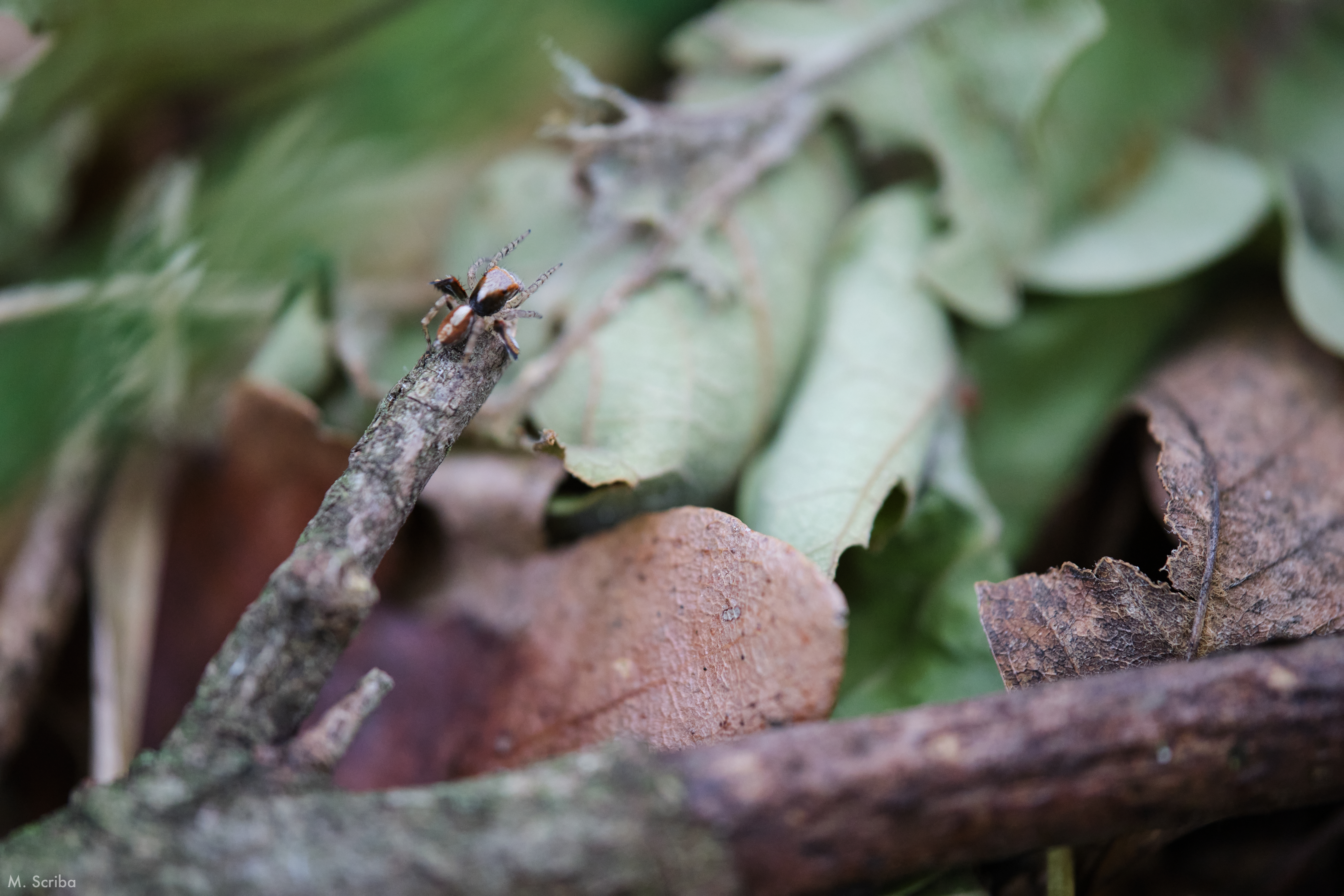 Saitis barbipes amle about to jump from a leaf