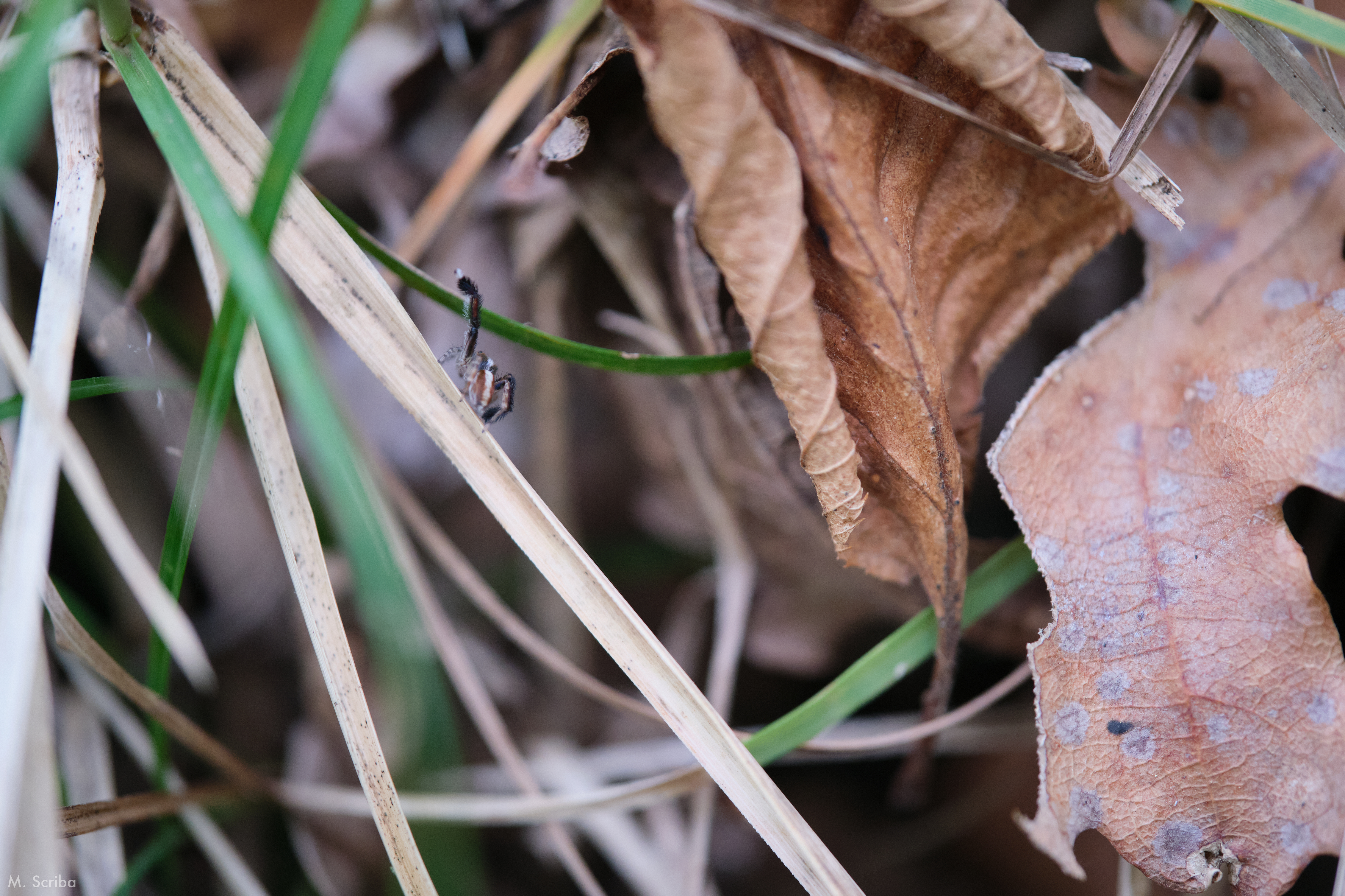 Saitis barbipes male raising one leg